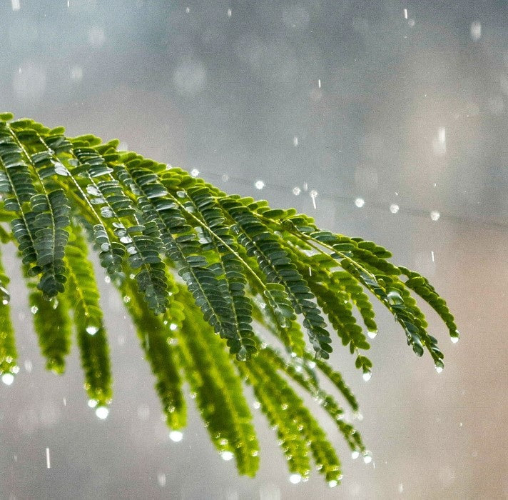 Monsoon