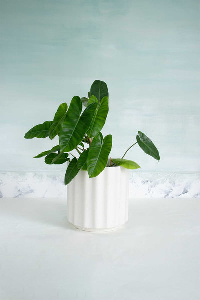 LARGE PLANTERS Fluted Ceramic Planter