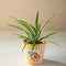 Gypsy Stripes Yellow Ceramic Herb Planter