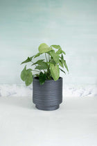 Strata Footed Ceramic Planter