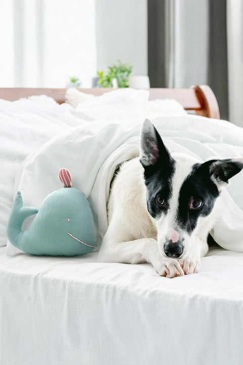 DOG TOYS Will The Dolphin Toy