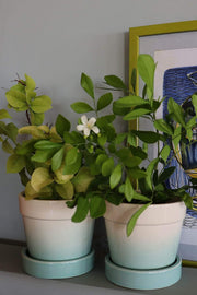 PLANT POTS Ombre Herb Planters Mint (Set Of 2)