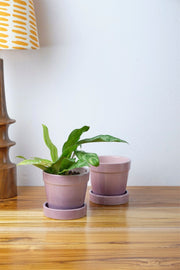 PLANT POTS Ombre Lavender Herb Planter With Tray (Set Of 2)