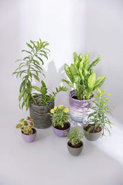 PLANT POTS Recycled Khaki Medium Planter (Set Of 2)