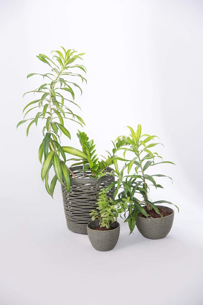 PLANT POTS Recycled Khaki Small Planter (Set Of 2)